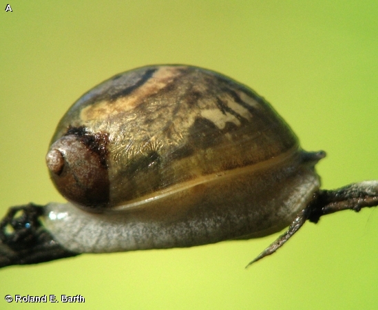 Amber Snail