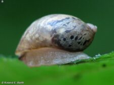 Amber Snail