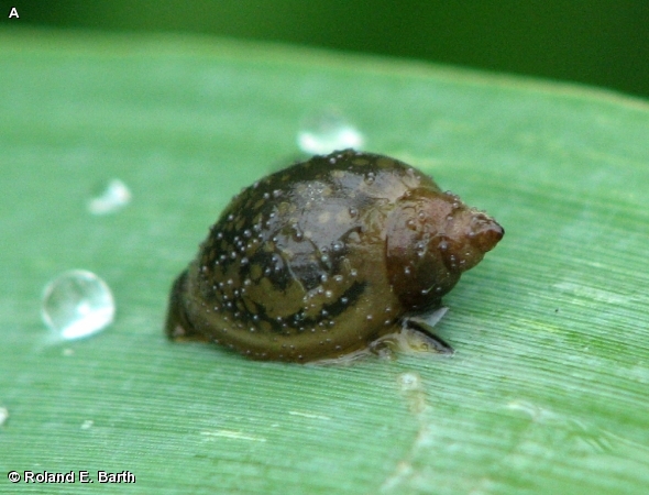Physella Aquatic Snail