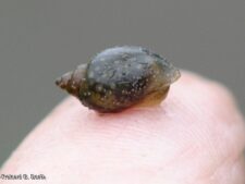 Physella Aquatic Snail