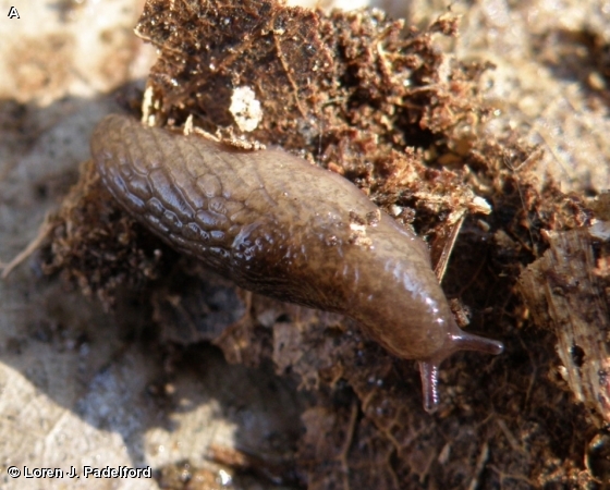 Meadow Slug