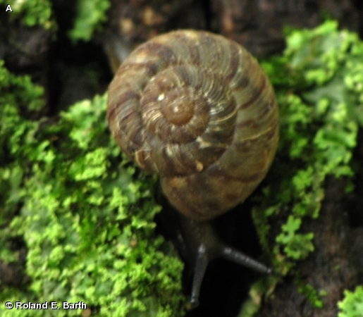 Discus Snail