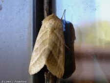 Tobacco Budworm Moth