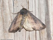 Iris Borer Moth