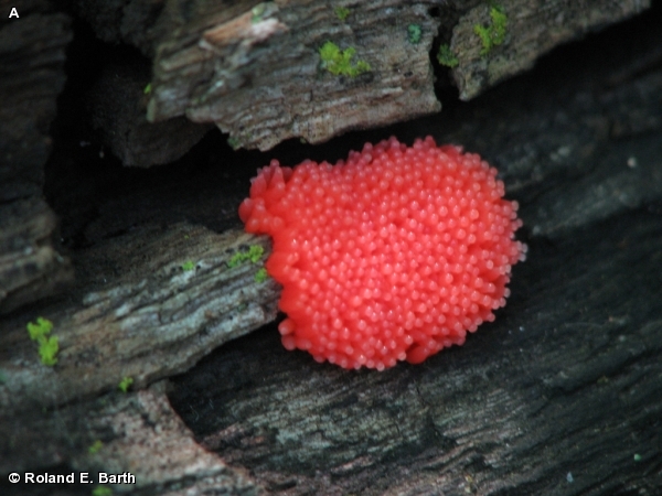 Red Raspberry Slime