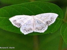 Large Lace-border Moth