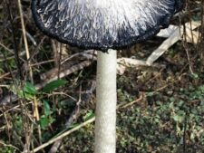 Shaggy Mane