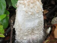 Shaggy Mane