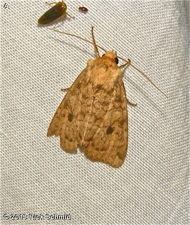 Yellow Three-spot Moth