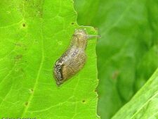 Amber Snail