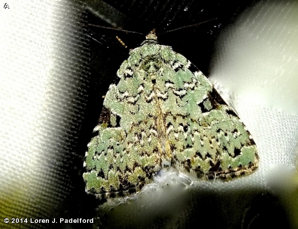 Green Leuconycta