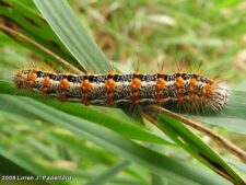 Cattail Caterpillar Moth