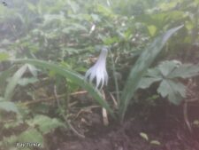 WHITE FAWN-LILY