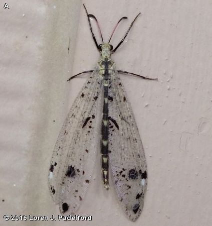 SPOTTED-WINGED ANTLION