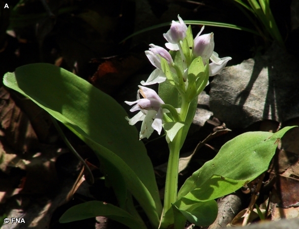 SHOWY ORCHIS