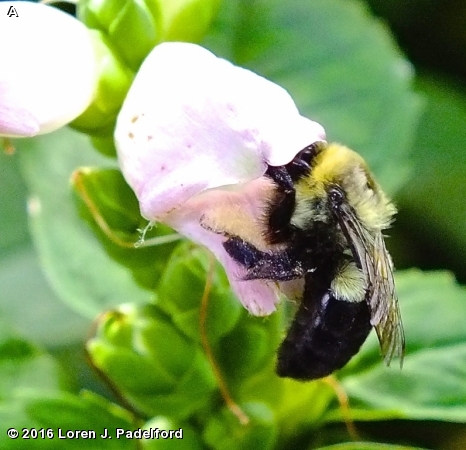 COMMON EASTERN BUMBLE BEE