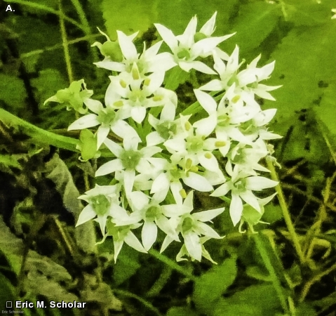 GARLIC CHIVES