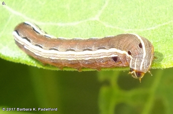 YELLOW-STRIPED ARMYWORM