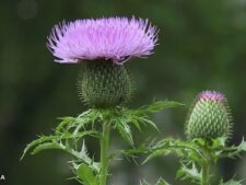 TALL THISTLE