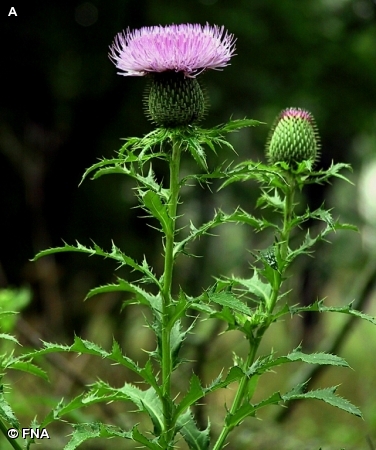 TALL THISTLE