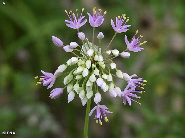 PINK WILD ONION