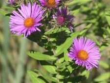 NEW ENGLAND ASTER