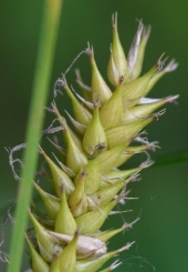 SMOOTHCONE SEDGE