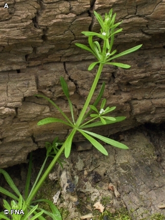 CATCHWEED BEDSTRAW