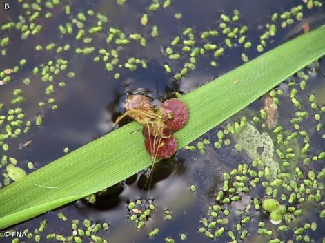 duckweed