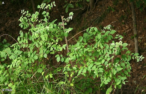 CORALBERRY