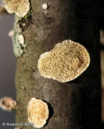 MILK WHITE TOOTHED POLYPORE