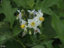 HORSE NETTLE