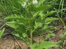 HORSE NETTLE