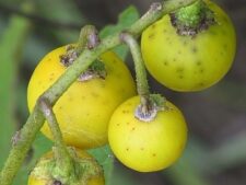 HORSE NETTLE