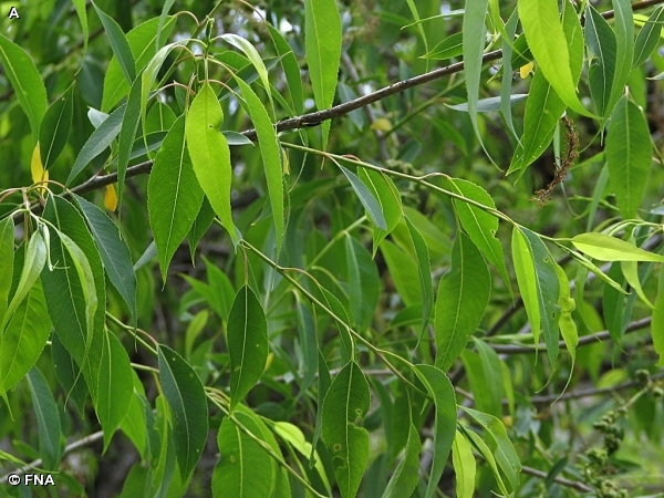 PEACHLEAF WILLOW