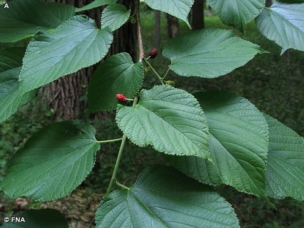 RED MULBERRY