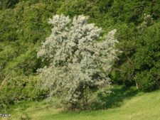 RUSSIAN OLIVE