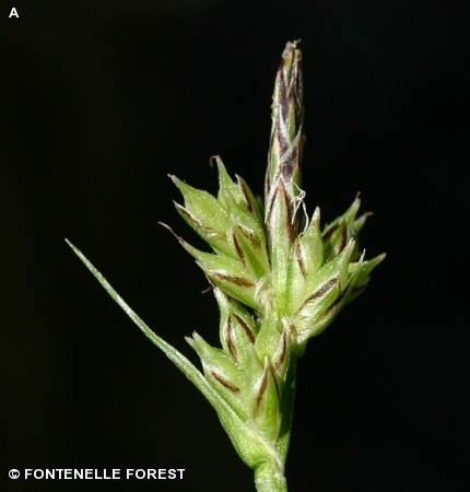 BLUNT-SCALED OAK SEDGE