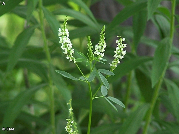 WHITE SWEET CLOVER