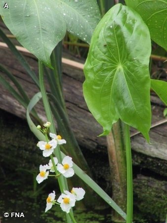 COMMON ARROWHEAD