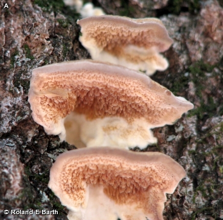 VIOLET TOOTHED POLYPORE