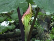JACK-IN-THE-PULPIT