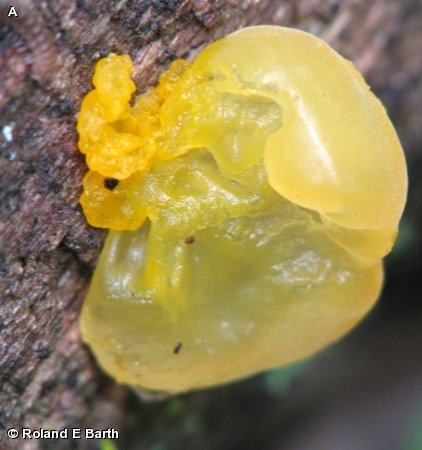 WITCHES BUTTER
