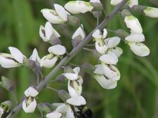 WHITE WILD INDIGO