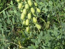 WHITE WILD INDIGO