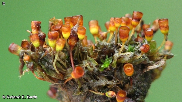 https://ffnaturesearch.org/physcomitrium-moss/