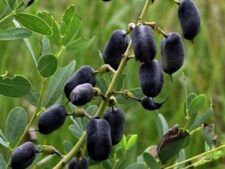 WHITE WILD INDIGO