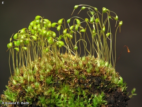 Unravel the Fascinating World of Funaria wallichii: A Tiny Moss with a ...