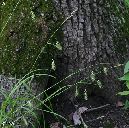 LONG-BEAKED SEDGE