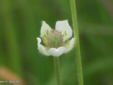 CANDLE ANEMONE